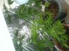 2011-03-28 12.40.36.jpg