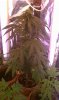 IMAG0107.jpg