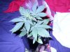 DSCN0736.jpg