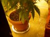 IMG00636.jpg IMG00636.jpg