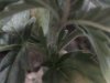DSC00008.JPG