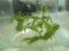 DSCF1177.JPG