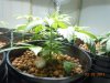 DSCN0557.jpg