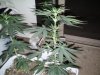 DSC00342.jpg