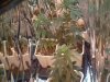 DSC00345.jpg
