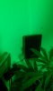 Green Light Flowering (8).jpg Green Light Flowering (8).jpg