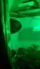 Green Light Flowering (9).jpg
