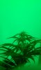 Green Light Flowering (2).jpg