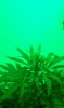Green Light Flowering (3).jpg Green Light Flowering (3).jpg