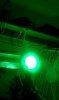 Green Light Flowering (10).jpg Green Light Flowering (10).jpg