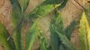 Leaf issue.jpg
