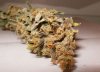 budshot from week 7 harvest.jpg