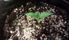 exitstrategy-332694-albums-first-grow-picture1523629-main-plant-1.jpg
