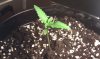 exitstrategy-332694-albums-first-grow-picture1523630-main-plant-2.jpg