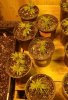 GdG stock plants.jpg