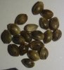 Diesel hybrid seeds.jpg
