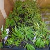 Test cuttings wk 3.jpg