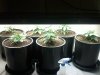 20110331131739.jpg 20110331131739.jpg
