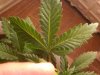IMG01172-20110331-2112.jpg