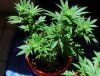 SourKush01.jpg