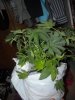 DSCN0431.jpg DSCN0431.jpg
