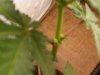 IMG01203-20110403-0342.jpg