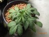 DSCN0567.jpg