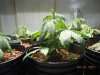 DSCN0568.jpg
