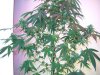 DSCN0315.jpg