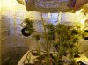 Rollitup 083_1.jpg