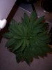 100_1392.jpg