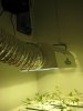 grow 005.jpg