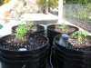 grow 016.jpg