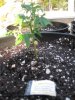 grow 017.jpg