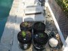 grow 019.jpg