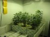 3wks veg 001.jpg