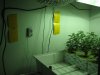 3wks veg 002.jpg