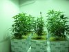 3wks veg 003.jpg