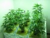 3wks veg 004.jpg