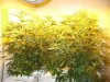 8 days of flower 008.jpg