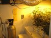 8 days of flower 011.jpg