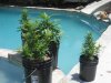 8 days of flower 001.jpg