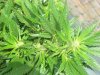 8 days of flower 002.jpg