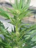 8 days of flower 003.jpg