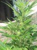 8 days of flower 005.jpg