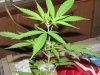 herb pics 092.jpg