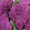 Purple things.jpg