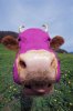 purplecow.jpg