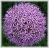 more purple.jpg