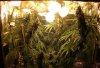 109 buds.jpg